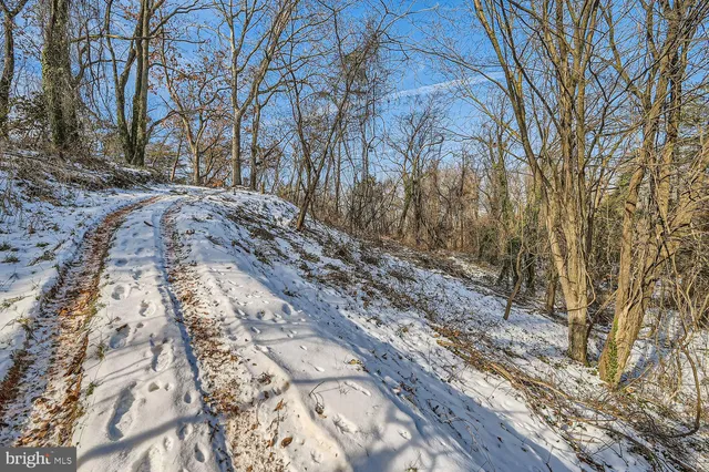 a view of a yard with trees