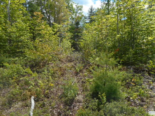 Tbd Lot 5 Tbd Road Cooper, ME 04657 - Photo 14 of 22 DSCN1509