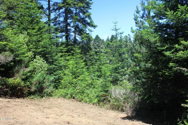 a view of a pathway both side of yard