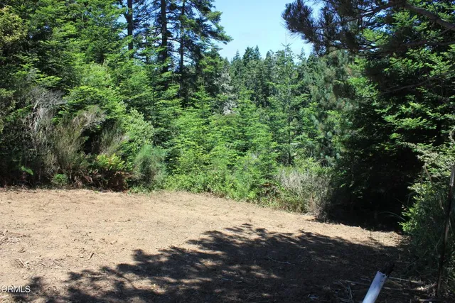 a view of a yard covered with trees