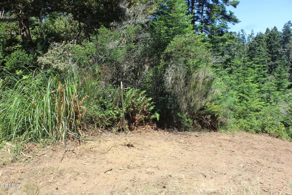 a view of a yard with plants and trees