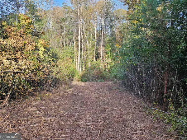 a view of a yard with plants and large trees