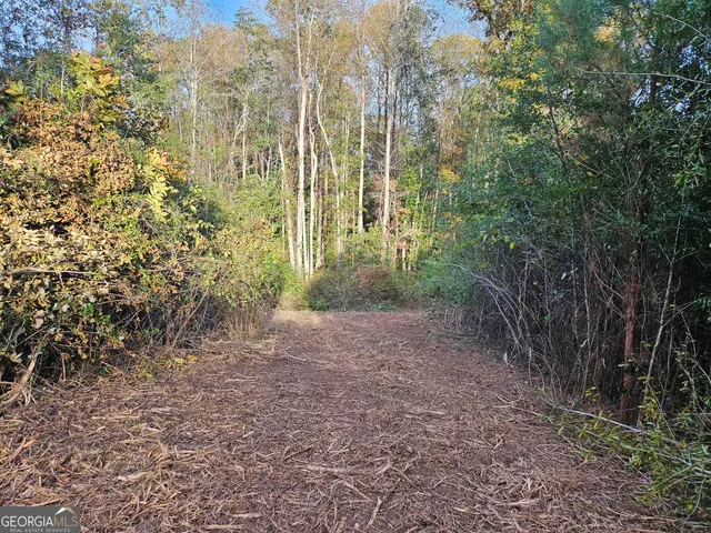 a view of a yard with plants and large trees
