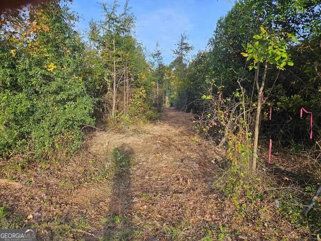 a view of a forest with trees in the background
