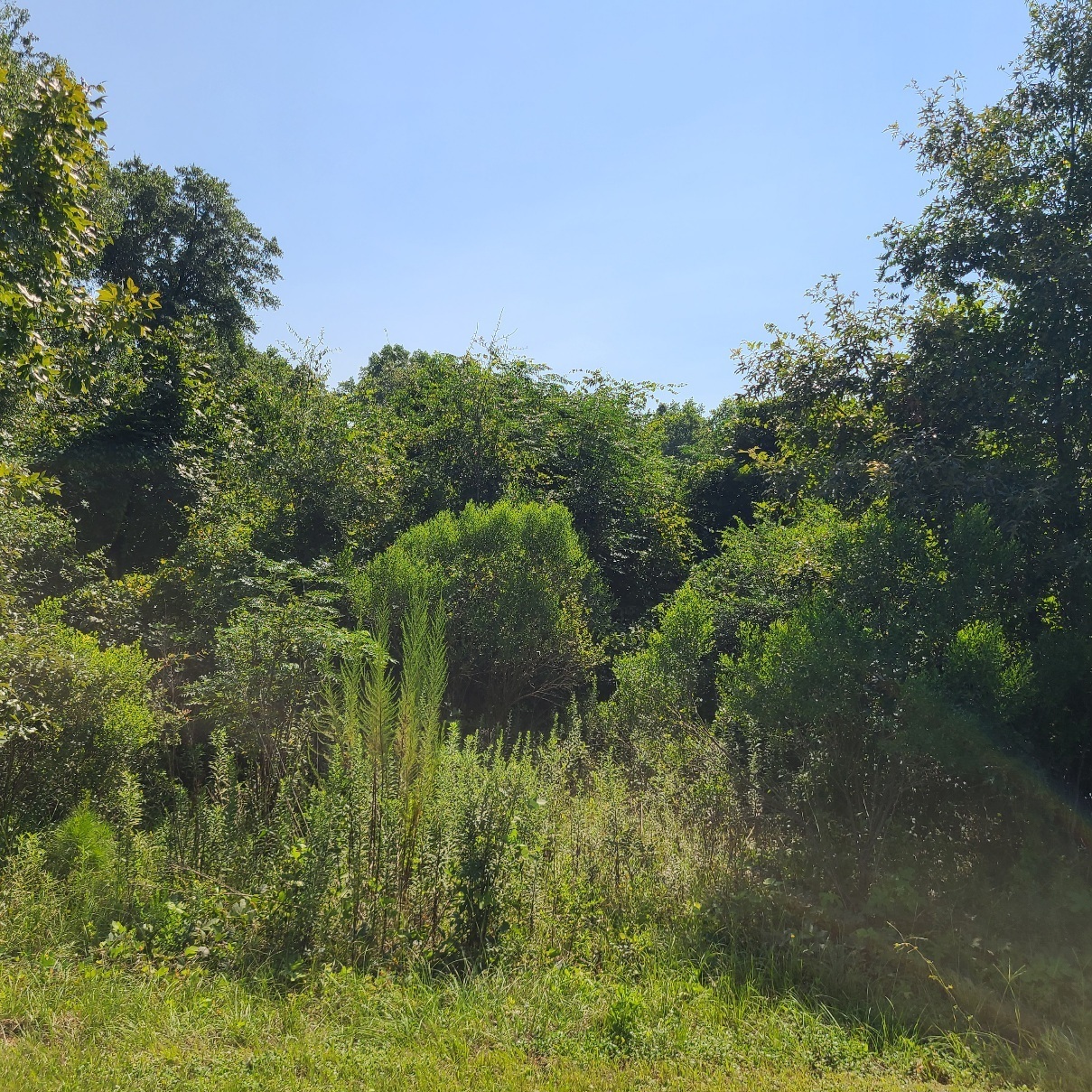 2-xx Airport Road Perry, GA 31069 - Photo 5 of 8 a view of a garden