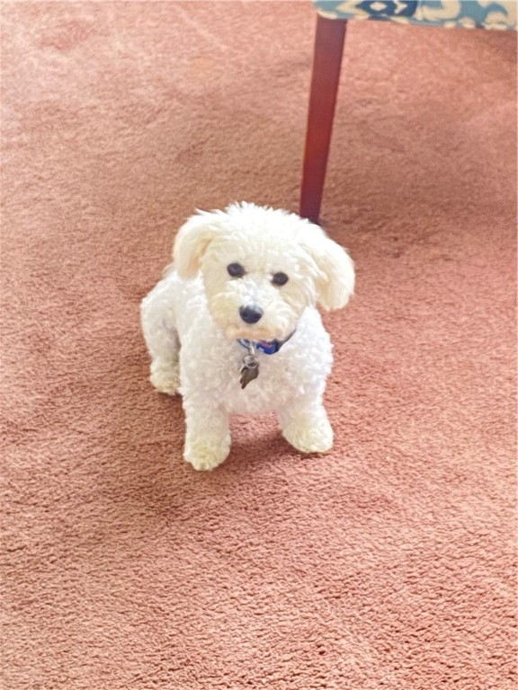 26 Caren Drive Irondequoit, NY 14622 - Photo 8 of 49 Biscuit - Doesn't go with the house...sorry.