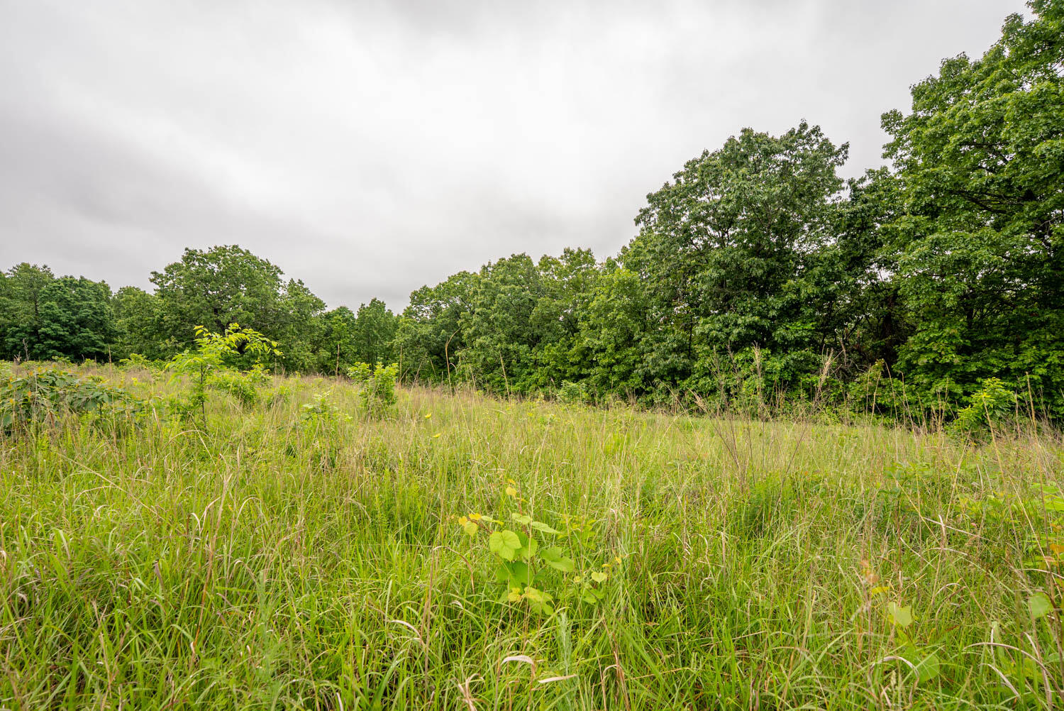 Tbd Devil's Pool Road Ridgedale, MO 65739 - Photo 16 of 19 1.6 acres014