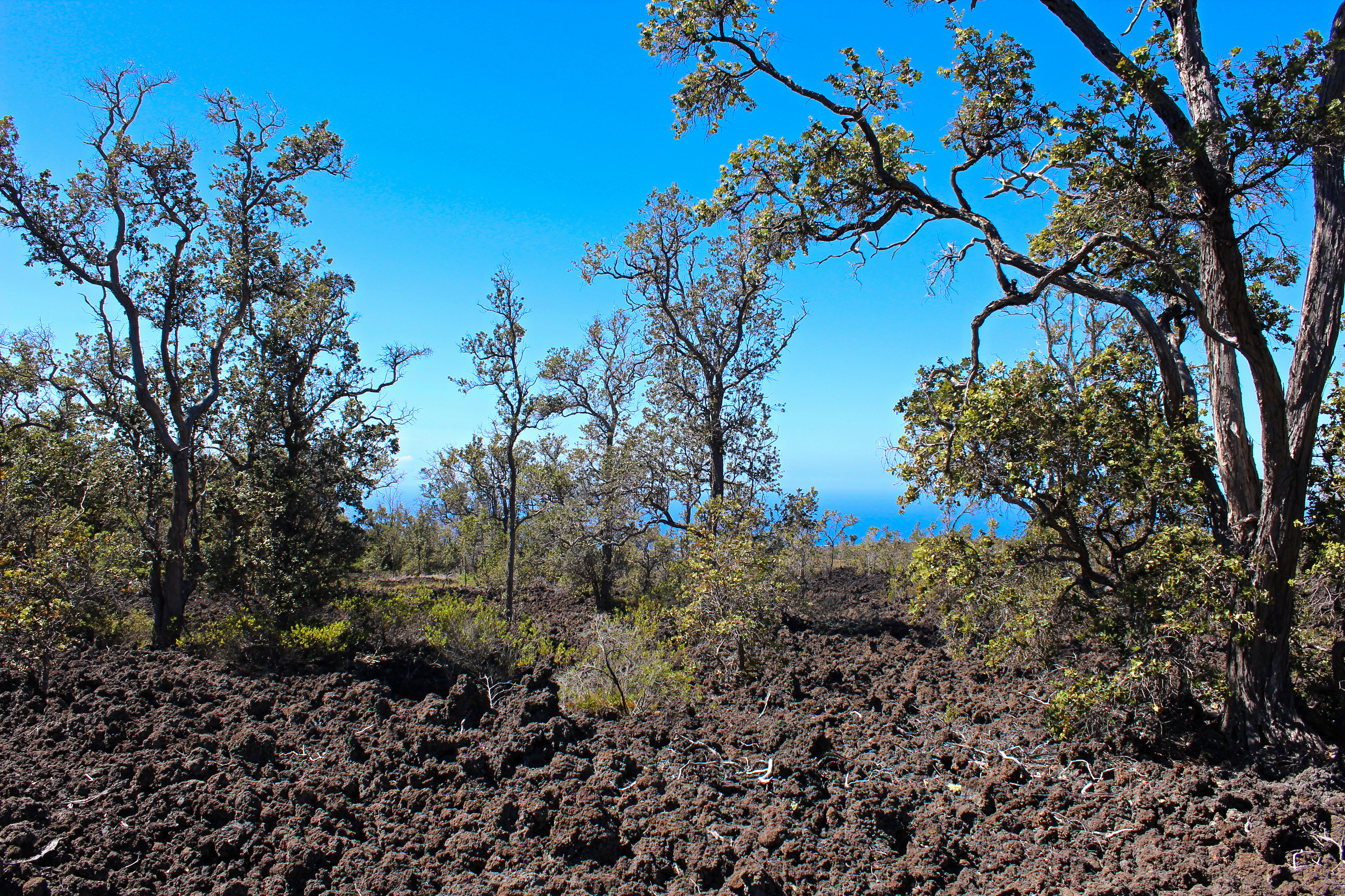 a view of a tree in a yard