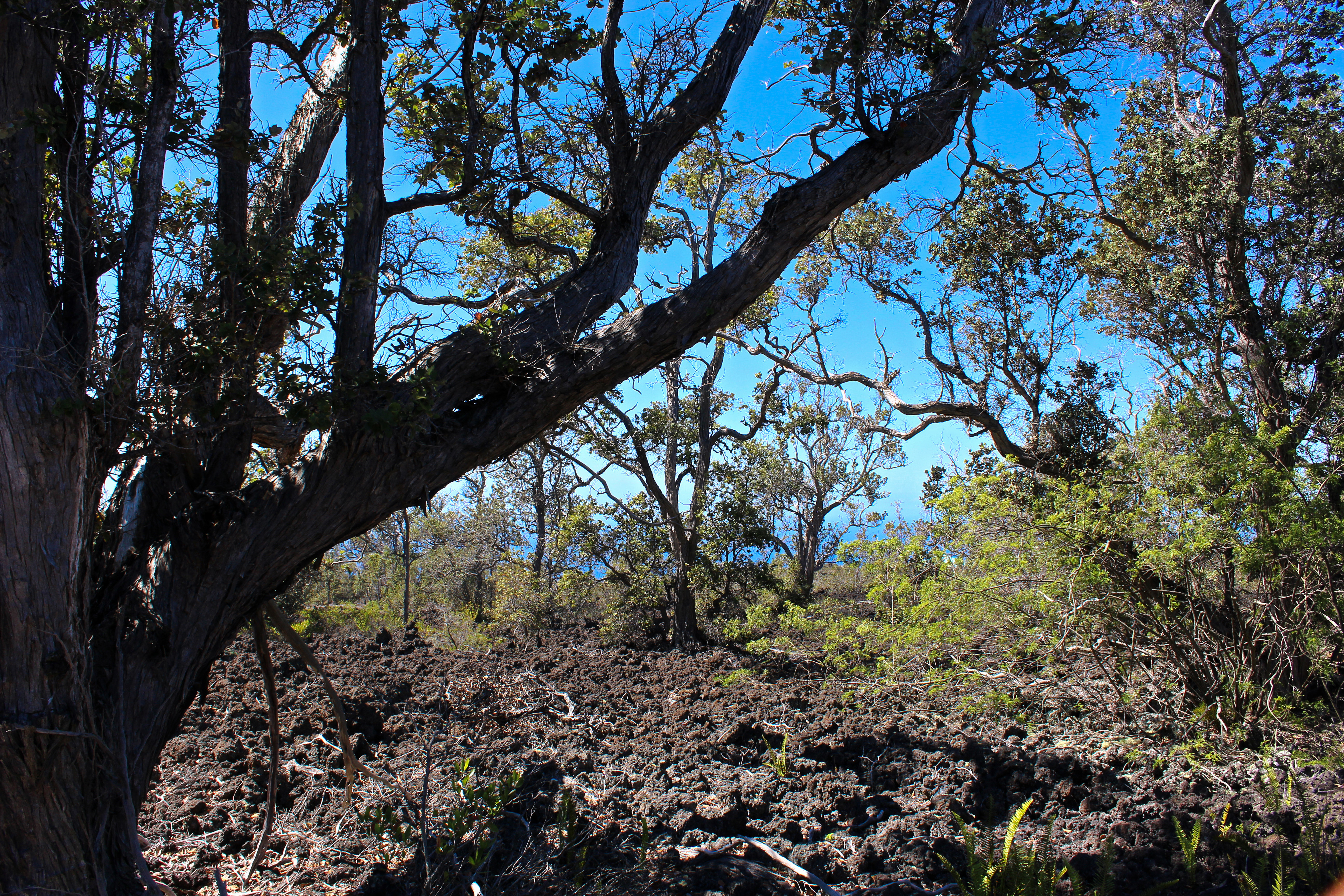3 Aloha Boulevard Ocean View, HI 96737 - Photo 13 of 14 a view of tree