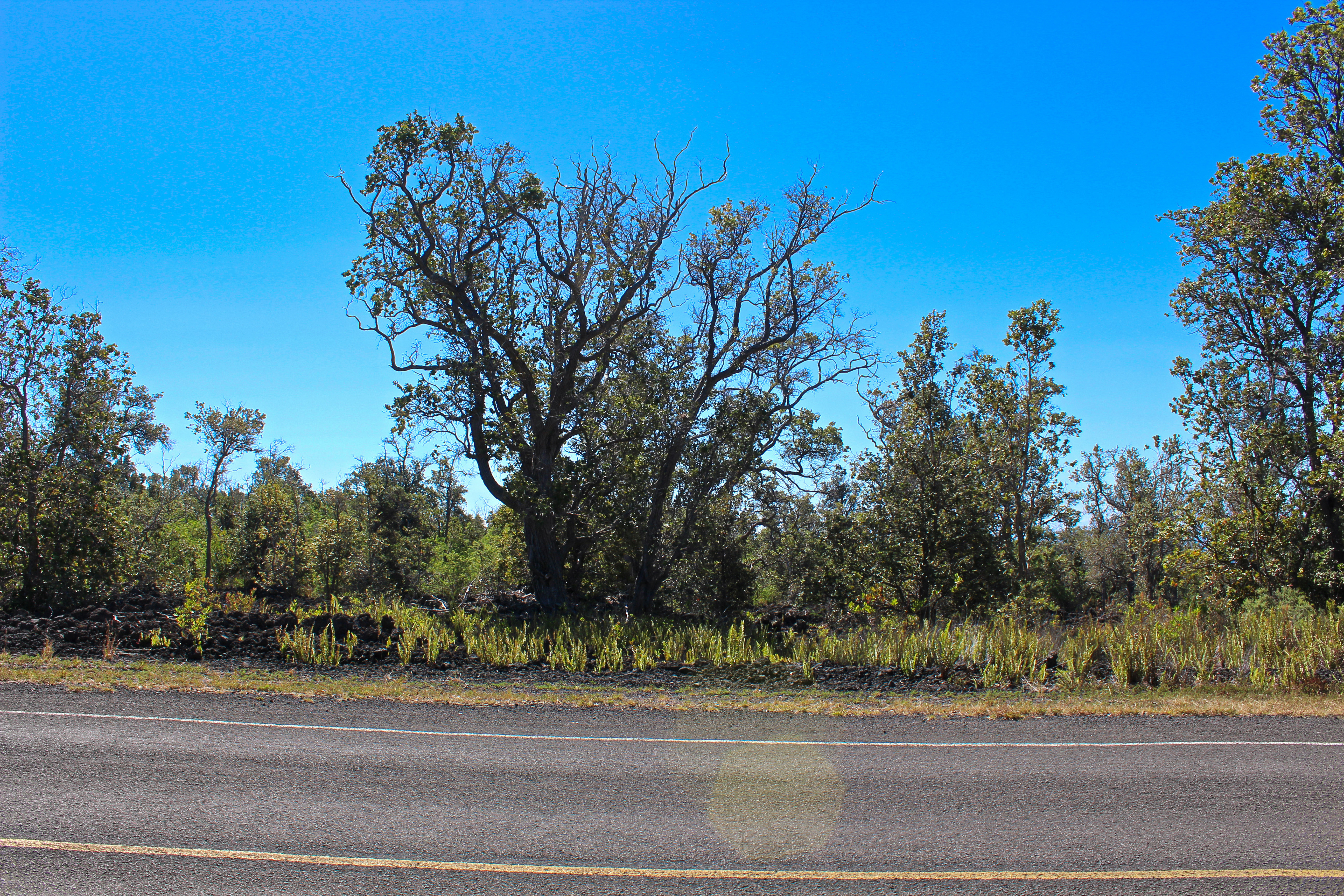 3 Aloha Boulevard Ocean View, HI 96737 - Photo 4 of 14 a view of a yard and basketball court