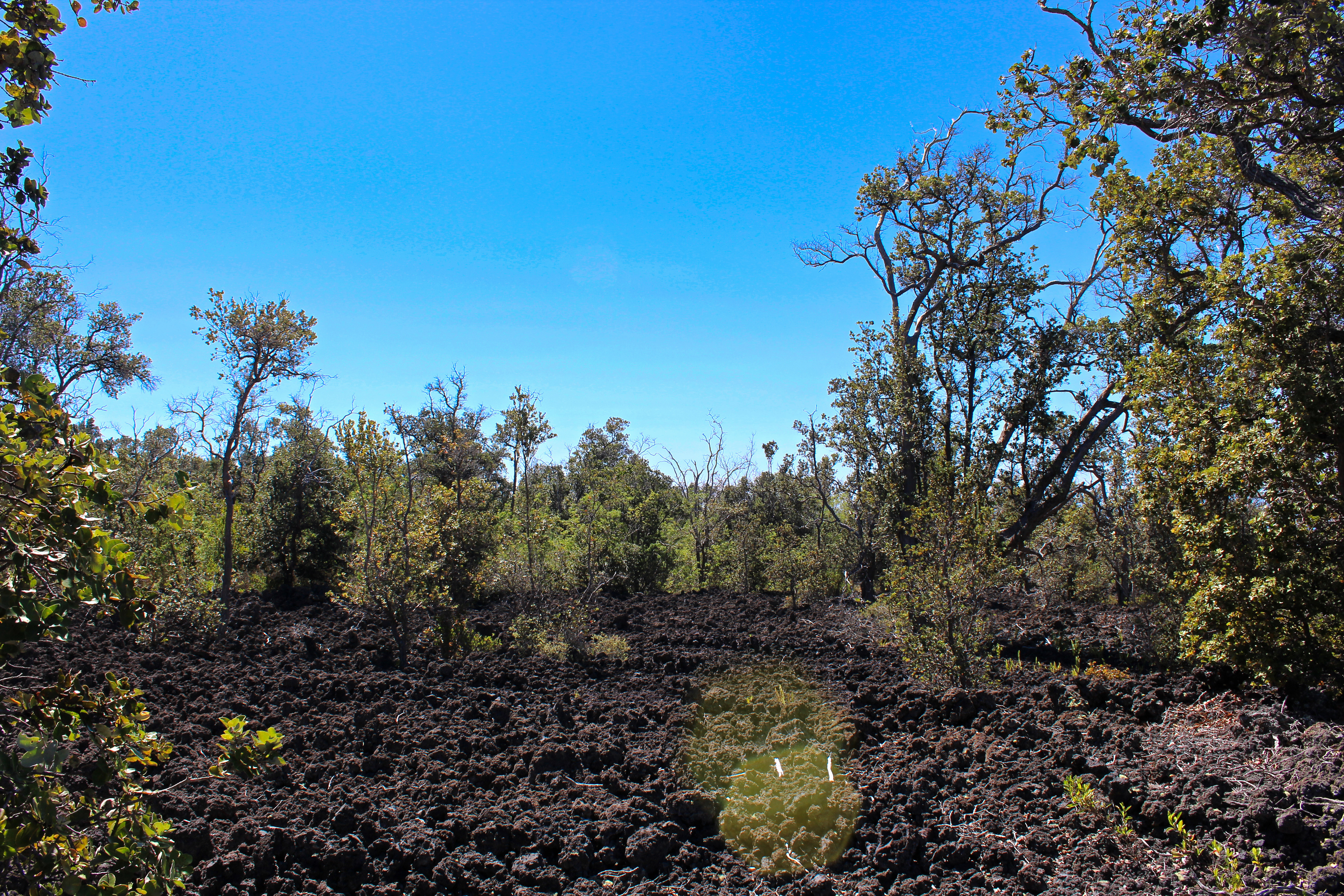 3 Aloha Boulevard Ocean View, HI 96737 - Photo 6 of 14 a view of a tree in a yard