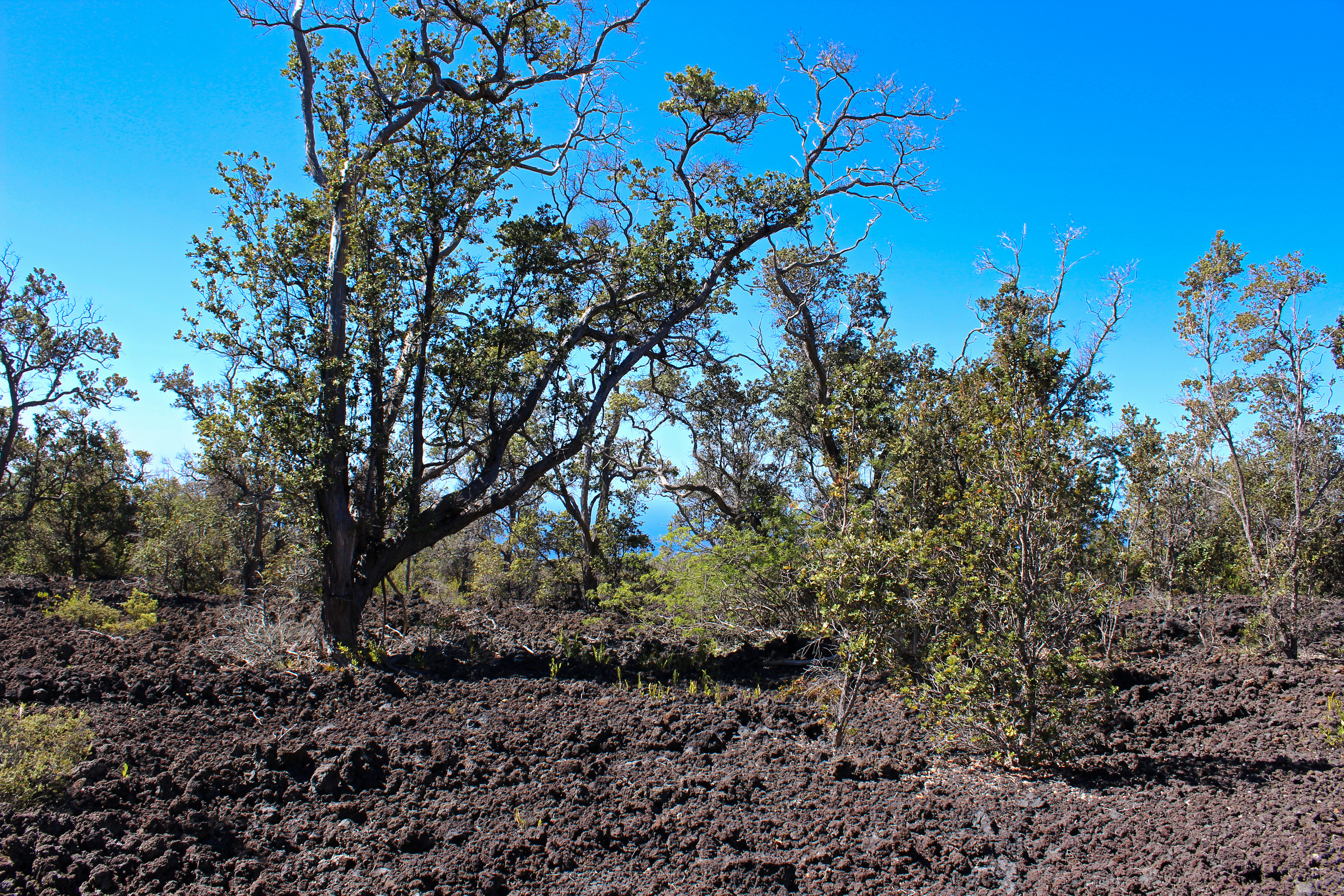 3 Aloha Boulevard Ocean View, HI 96737 - Photo 7 of 14 a backyard of a house