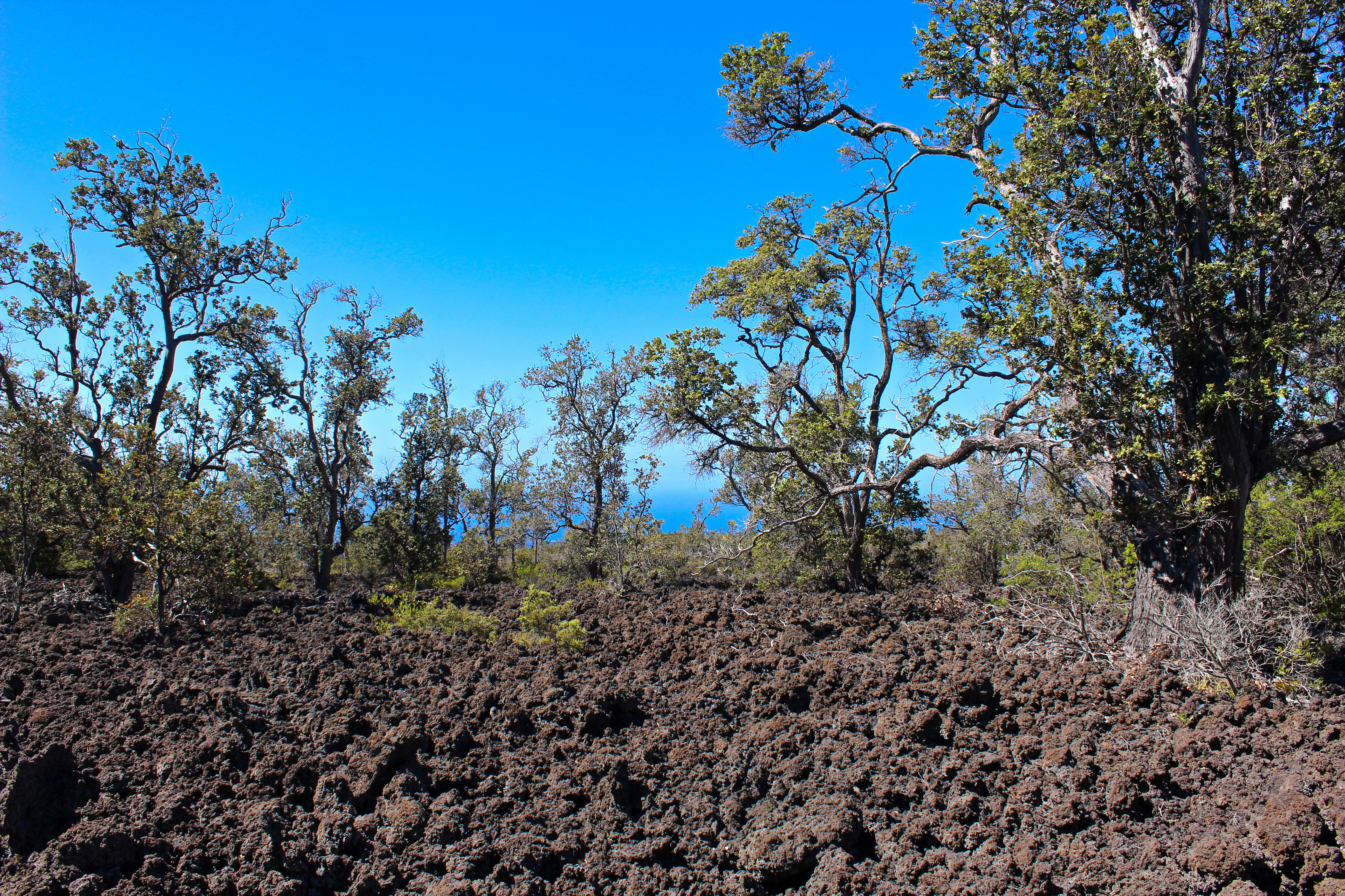 3 Aloha Boulevard Ocean View, HI 96737 - Photo 9 of 14 a picture of trees