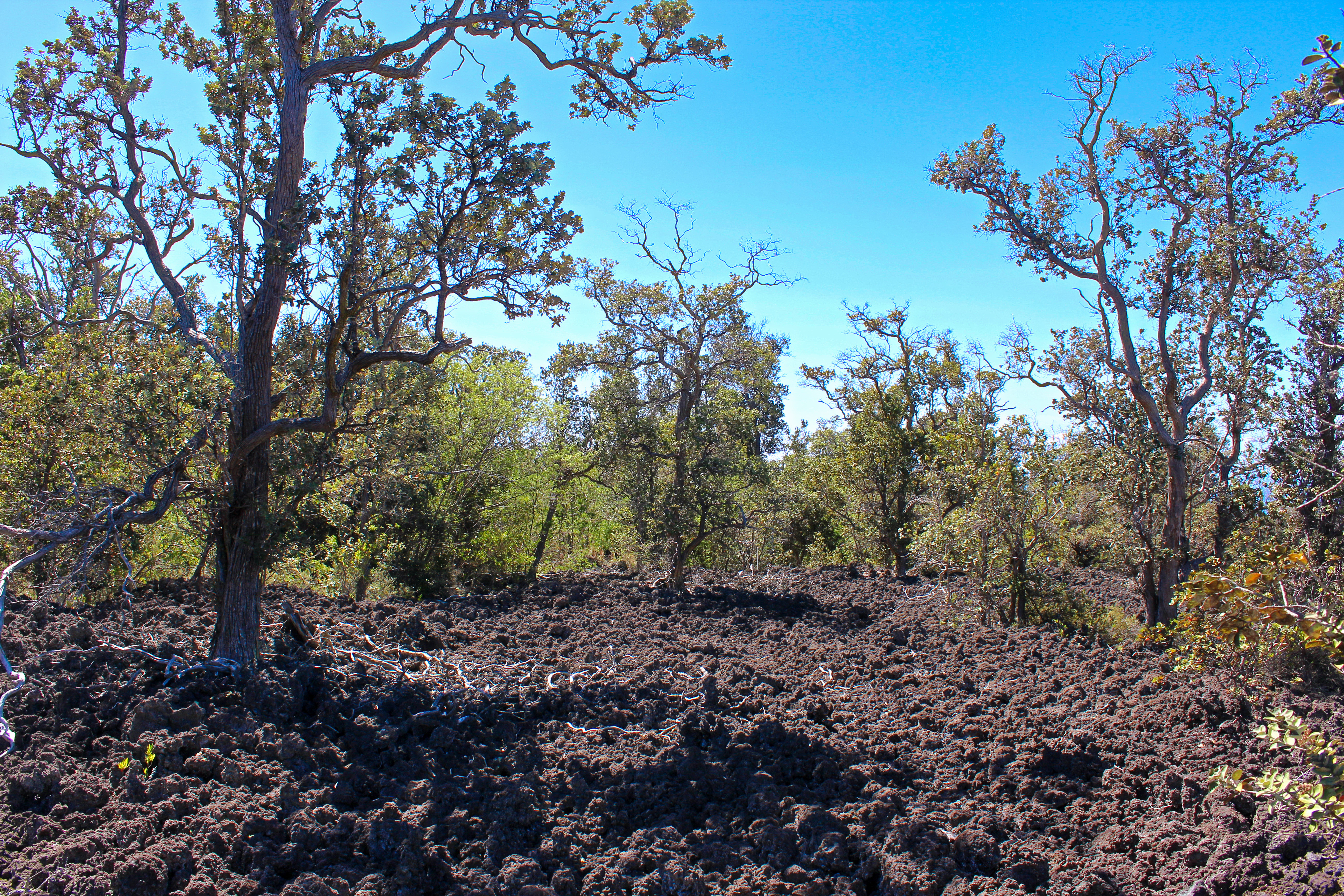 3 Aloha Boulevard Ocean View, HI 96737 - Photo 10 of 14 a view of a forest