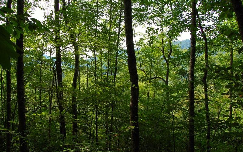 0 Qualla Road Hayesville, NC 28904 - Photo 1 of 1 Main View