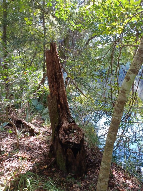 Southwest Dragon Way Jasper, FL 32052 - Photo 2 of 9