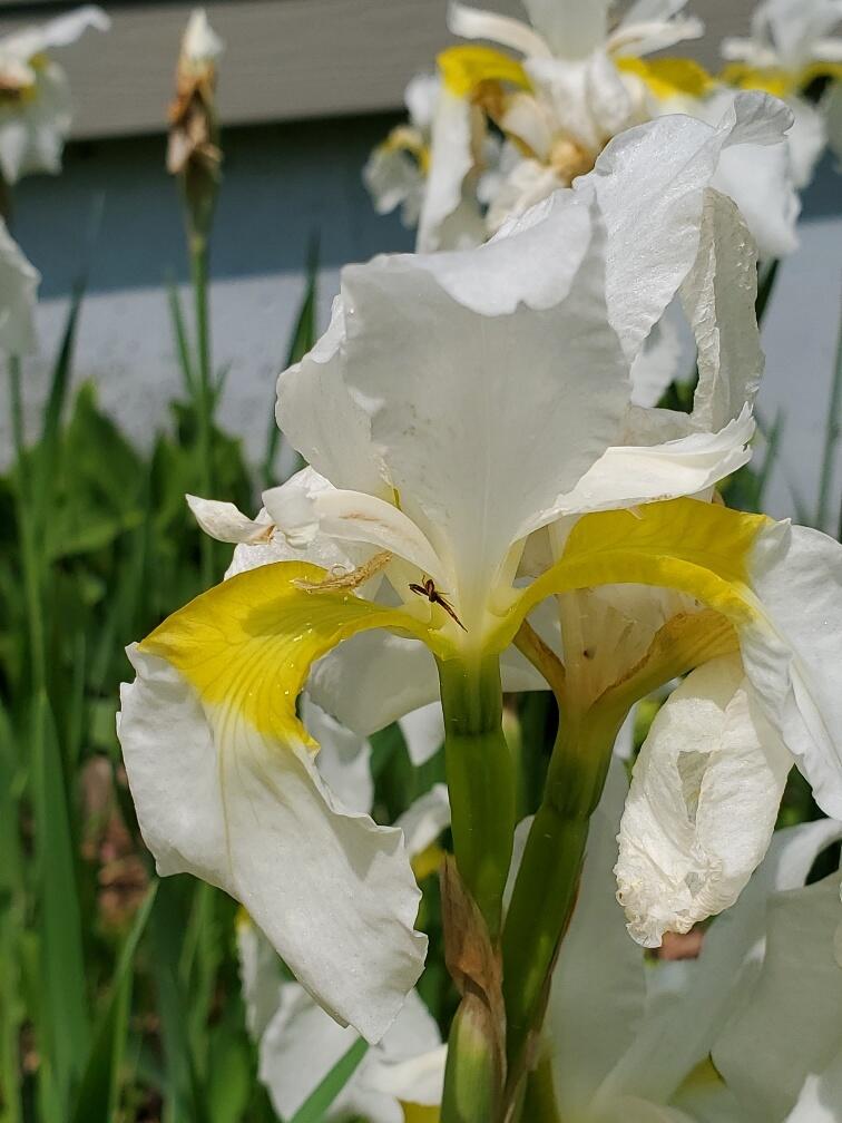 92 Huff Road Cornville, ME 04976 - Photo 92 of 121 front gardens