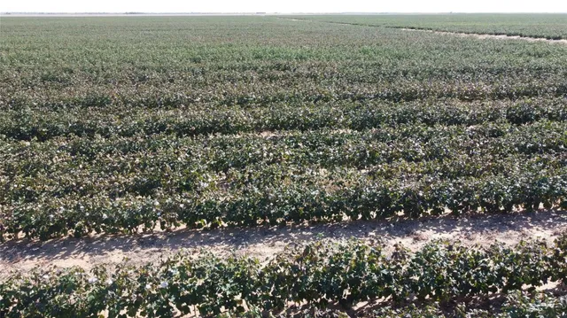 $569,750 | 0 County Road 164, Weinert, TX 76388