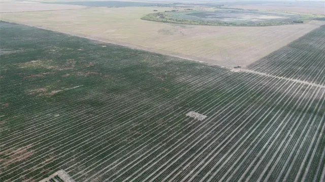 a view of a large tree