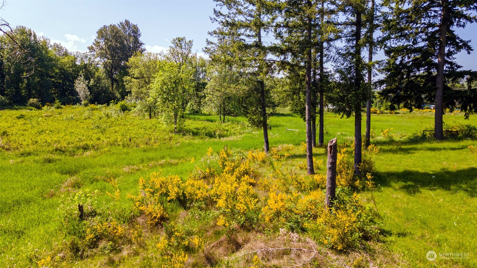 2200 Cooks Hill Road Centralia, WA 98531 - Photo 28 of 31 a view of yard with trees