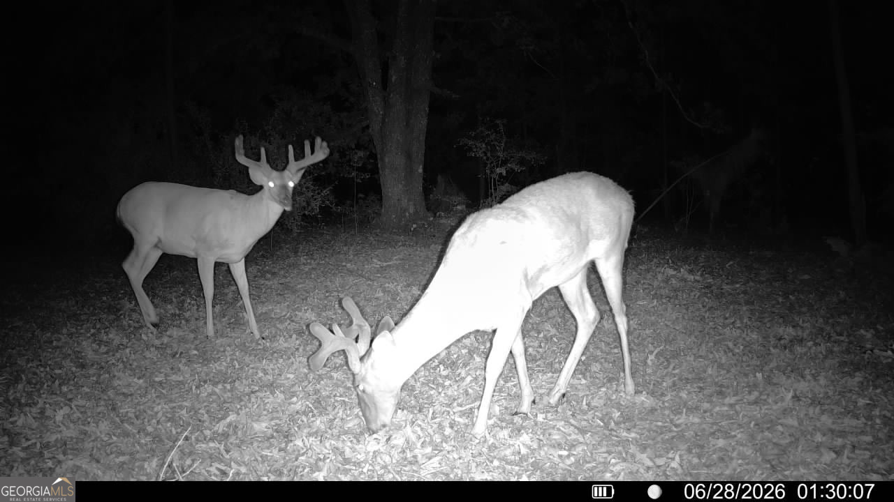 Tbd Tbd Wooten Road Cuthbert, GA 39840 - Photo 6 of 71