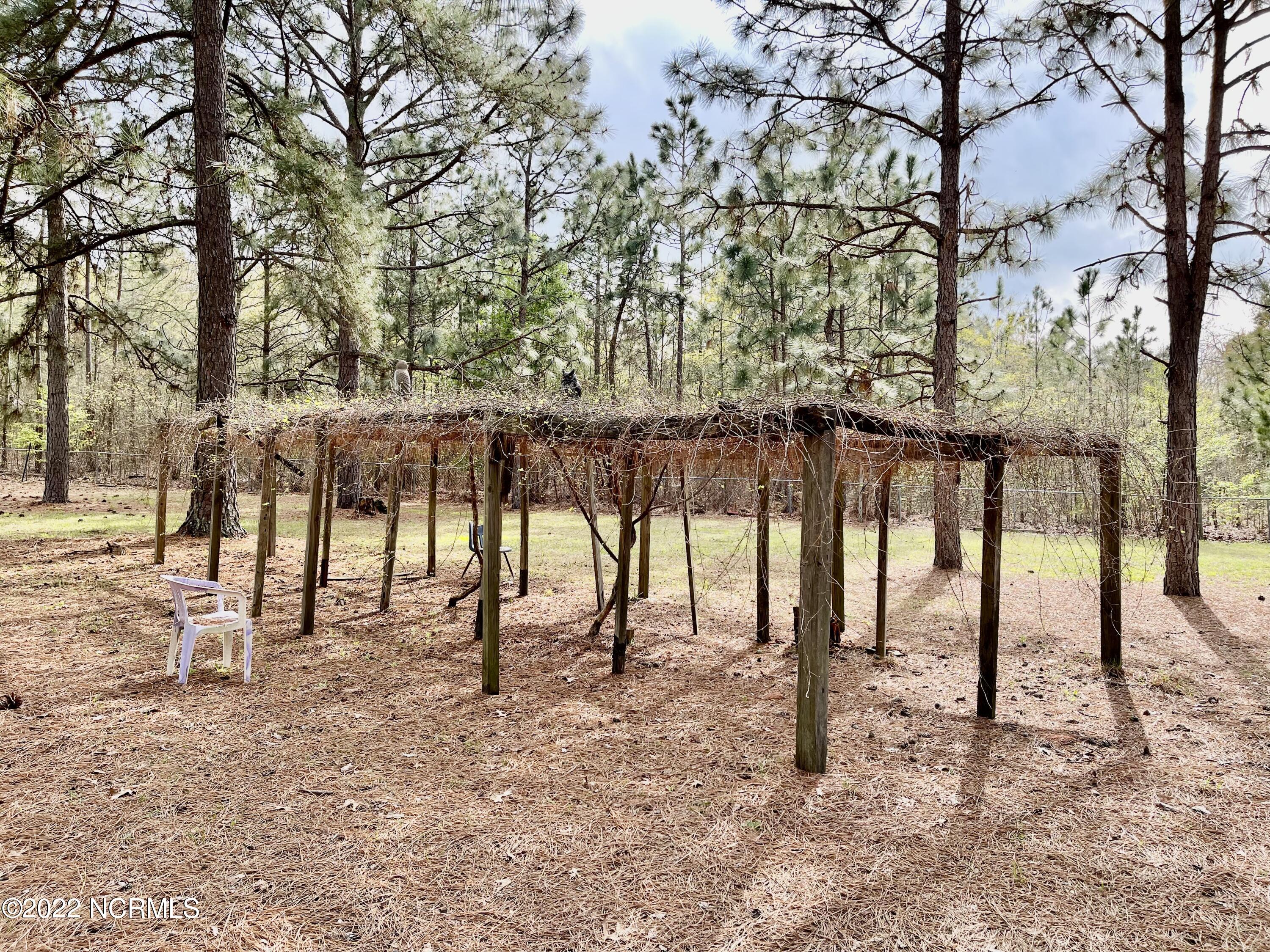 125 Greenbriar Lane Rockingham, NC 28379 - Photo 36 of 44 Muscadine grape vine