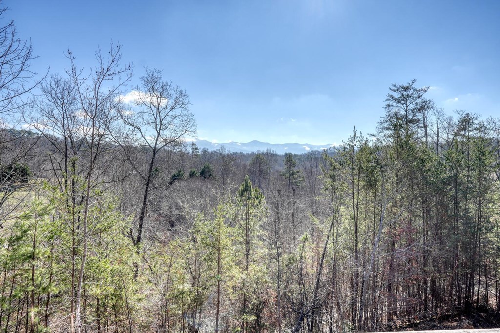 2567 Todd Shook Road Young Harris, GA 30582 - Photo 38 of 62 a view of a forest with a tree