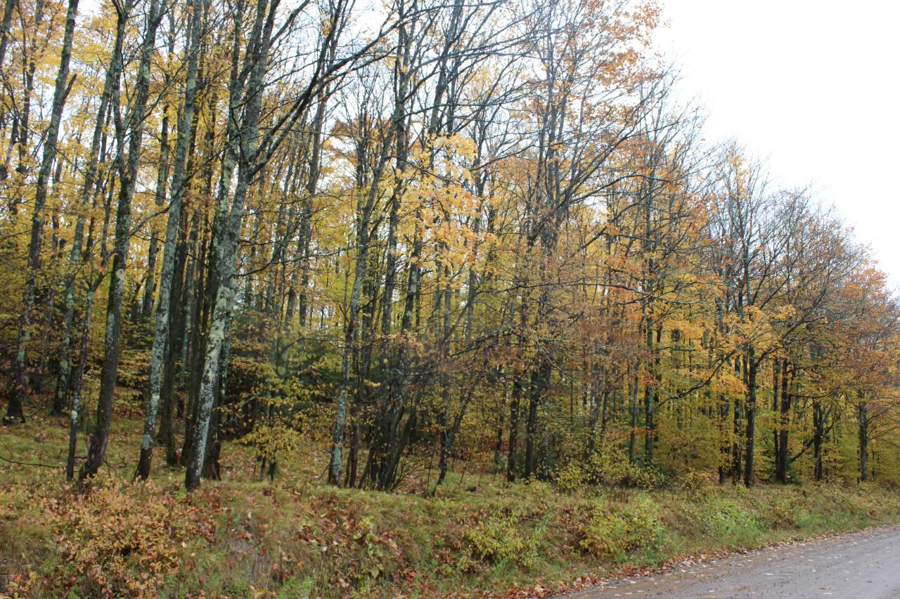 On Military Road, Unit 17 ACRS Eagle River, WI 54521 - Photo 1 of 4 Gallery Image 1