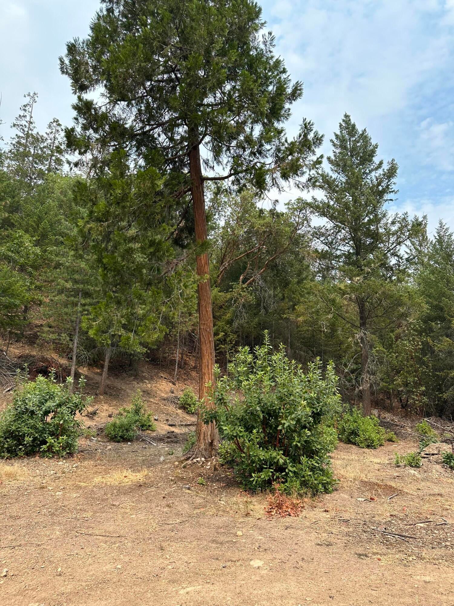 355 Crossway Drive Gold Hill, OR 97525 - Photo 12 of 23 Lots of beautiful trees/shrubs/bushes on the property.