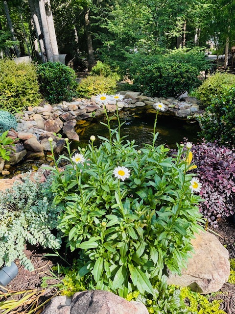 511 Palmer Way Sunset, SC 29685 - Photo 41 of 50 Summer landscaping by Water Feature