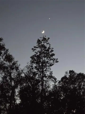 a close up of a tree in a yard