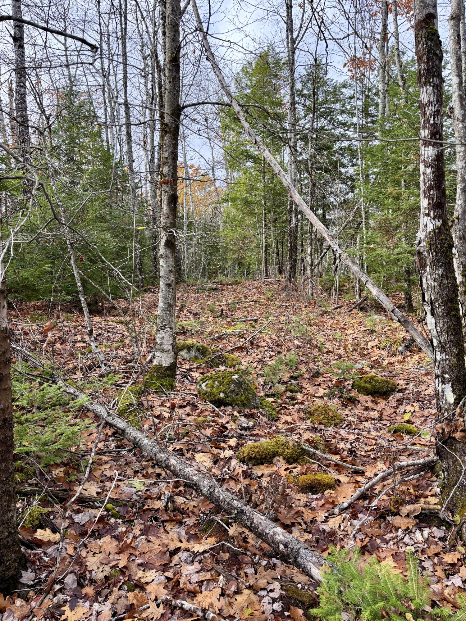 0 Millvale Road Bucksport, ME 04416 - Photo 2 of 4 IMG_5839