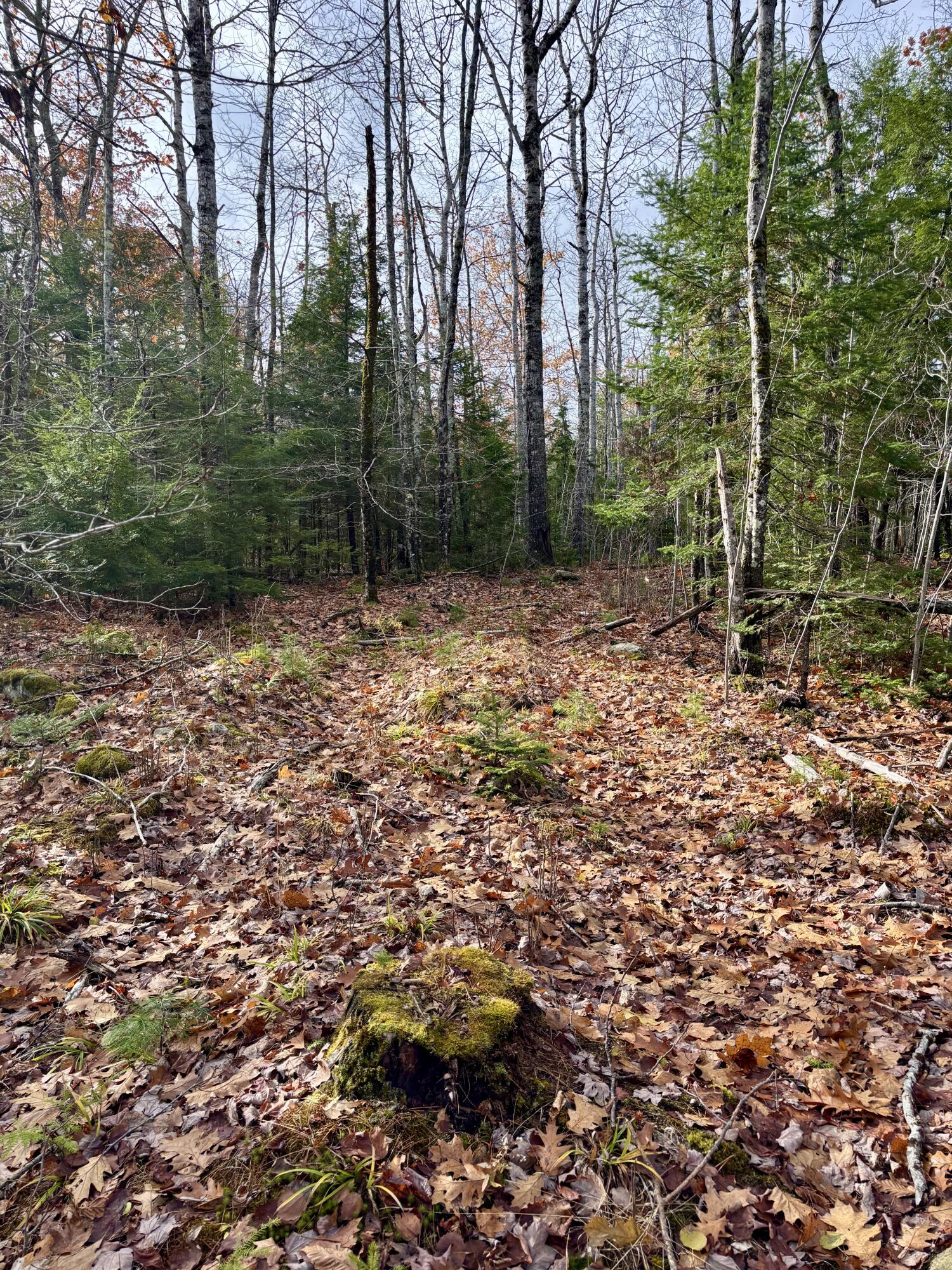 0 Millvale Road Bucksport, ME 04416 - Photo 3 of 4 IMG_5840