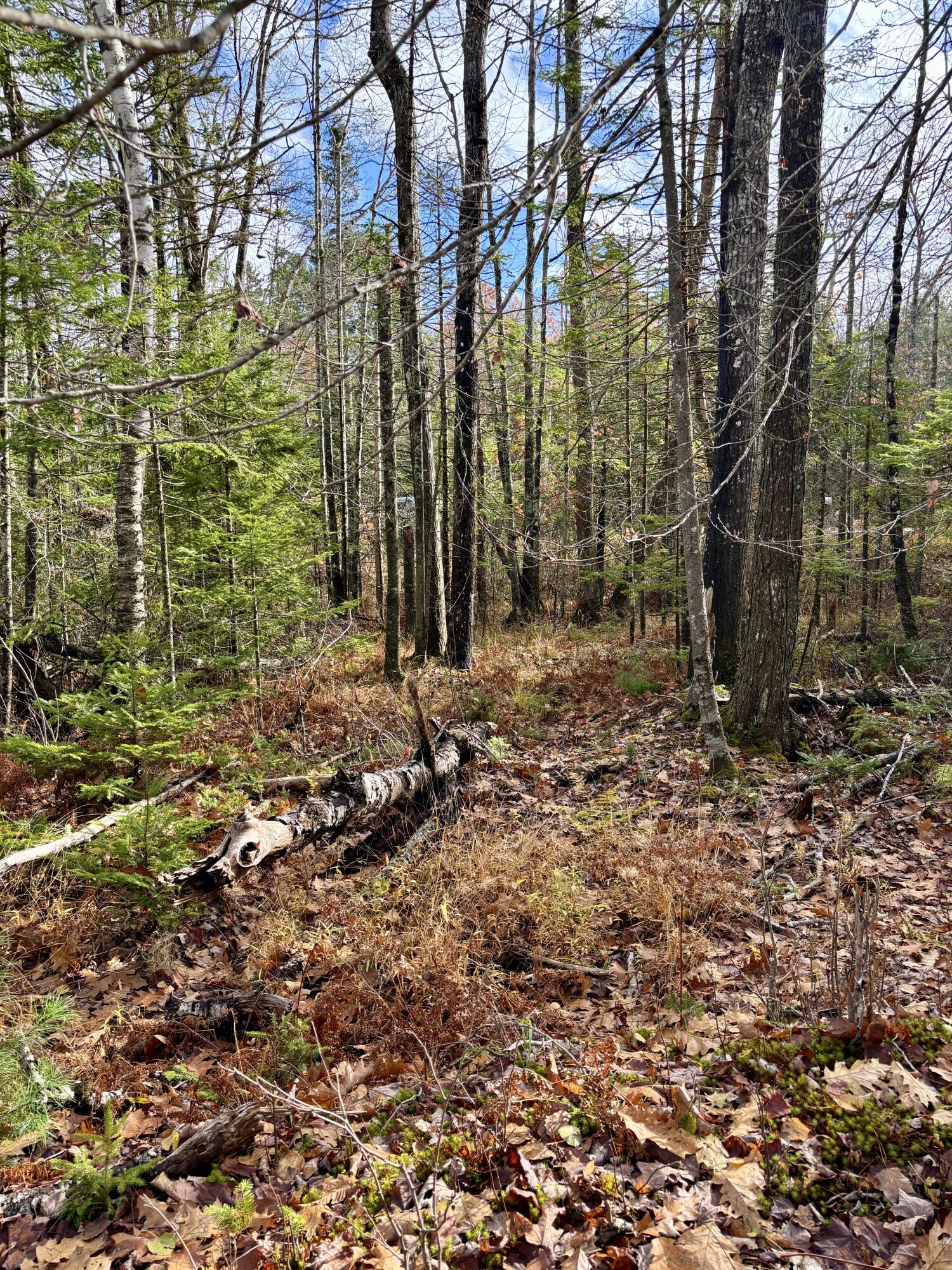 0 Millvale Road Bucksport, ME 04416 - Photo 4 of 4 IMG_5841