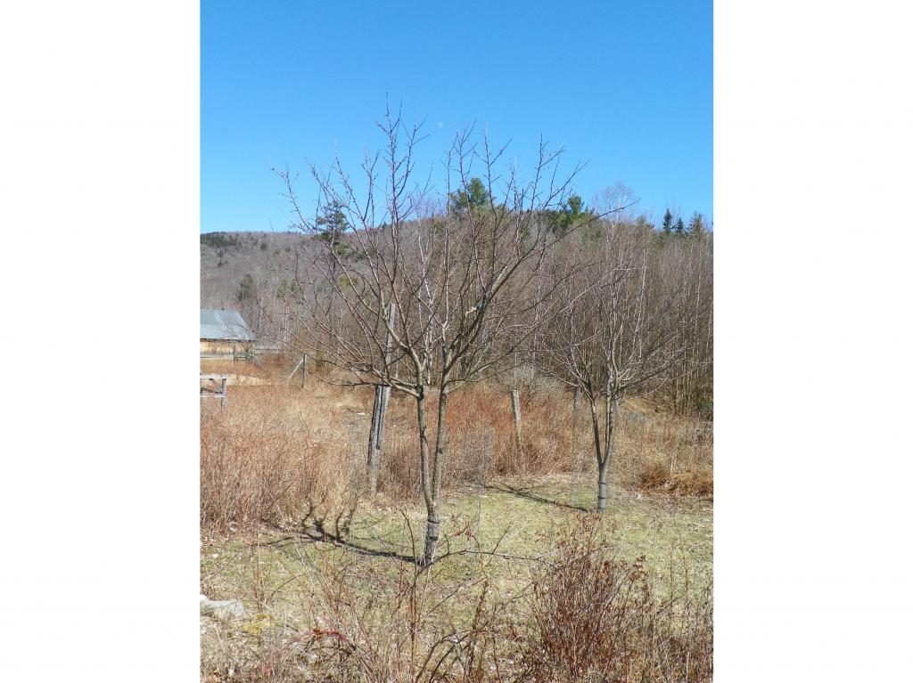 906 Folsom Hill Road Marshfield, VT 05658 - Photo 14 of 32 Gallery Image 14