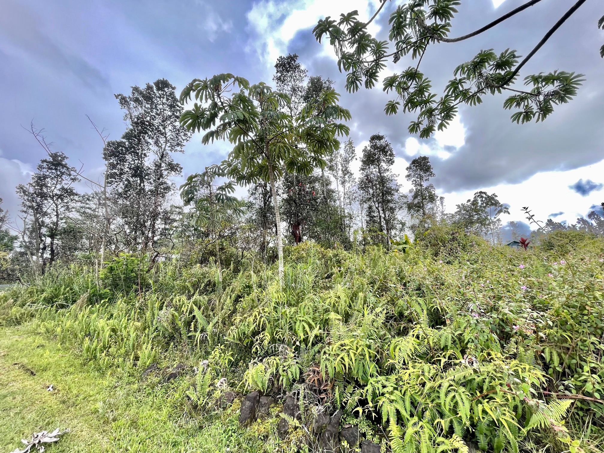 28 Azure Road Pahoa, HI 96778 - Photo 4 of 9 Gallery Image 4
