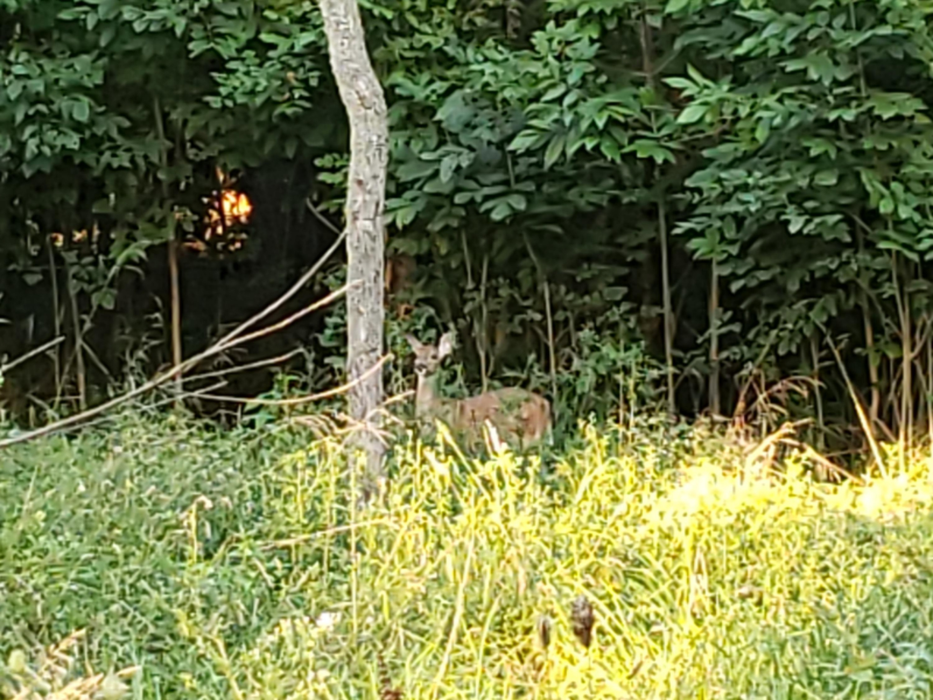 4791 Forest Beach Road Watervliet, MI 49098 - Photo 32 of 32 FB Visitor in add'l yard behind house