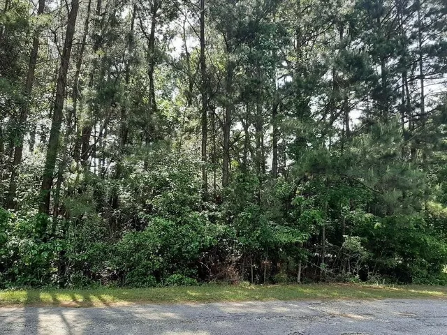 a view of a yard with plants and trees