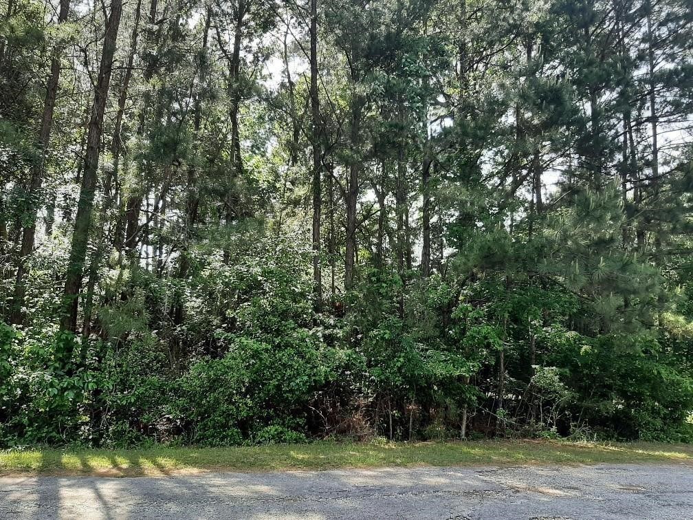 277 Rio Grande Drive Trinity, TX 75862 - Photo 27 of 28 a view of a yard with plants and trees