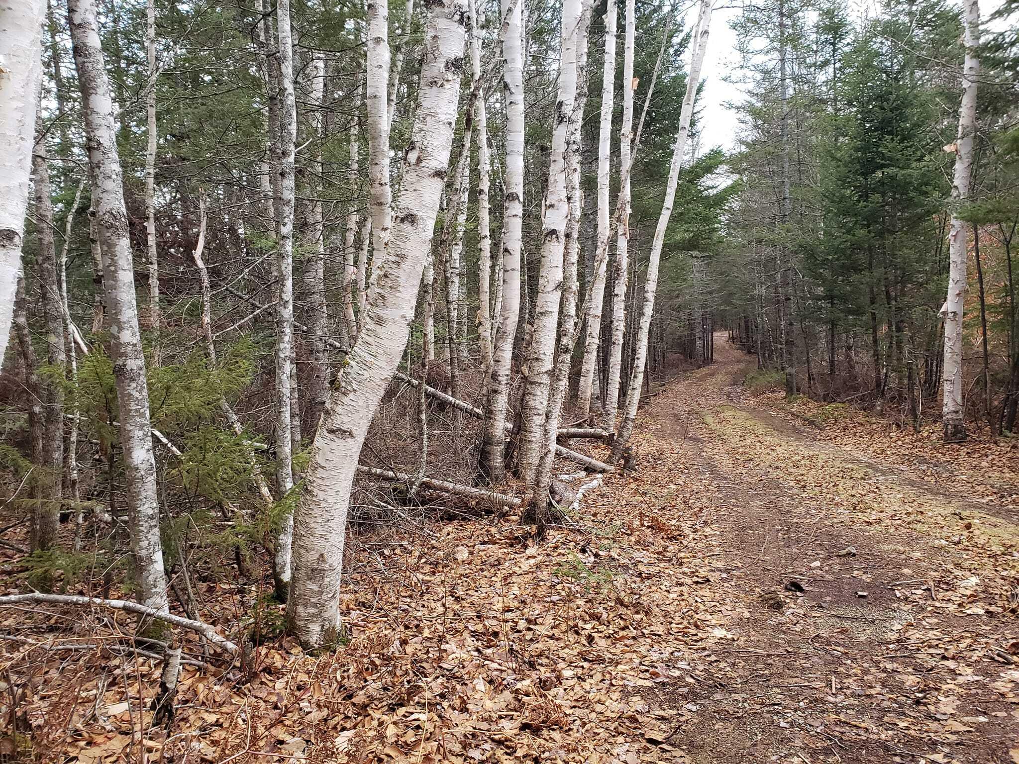 Lot714 Lot714 Ryder Road Wesley, ME 04686 - Photo 18 of 26 279854826_10221170151658889_839038786531