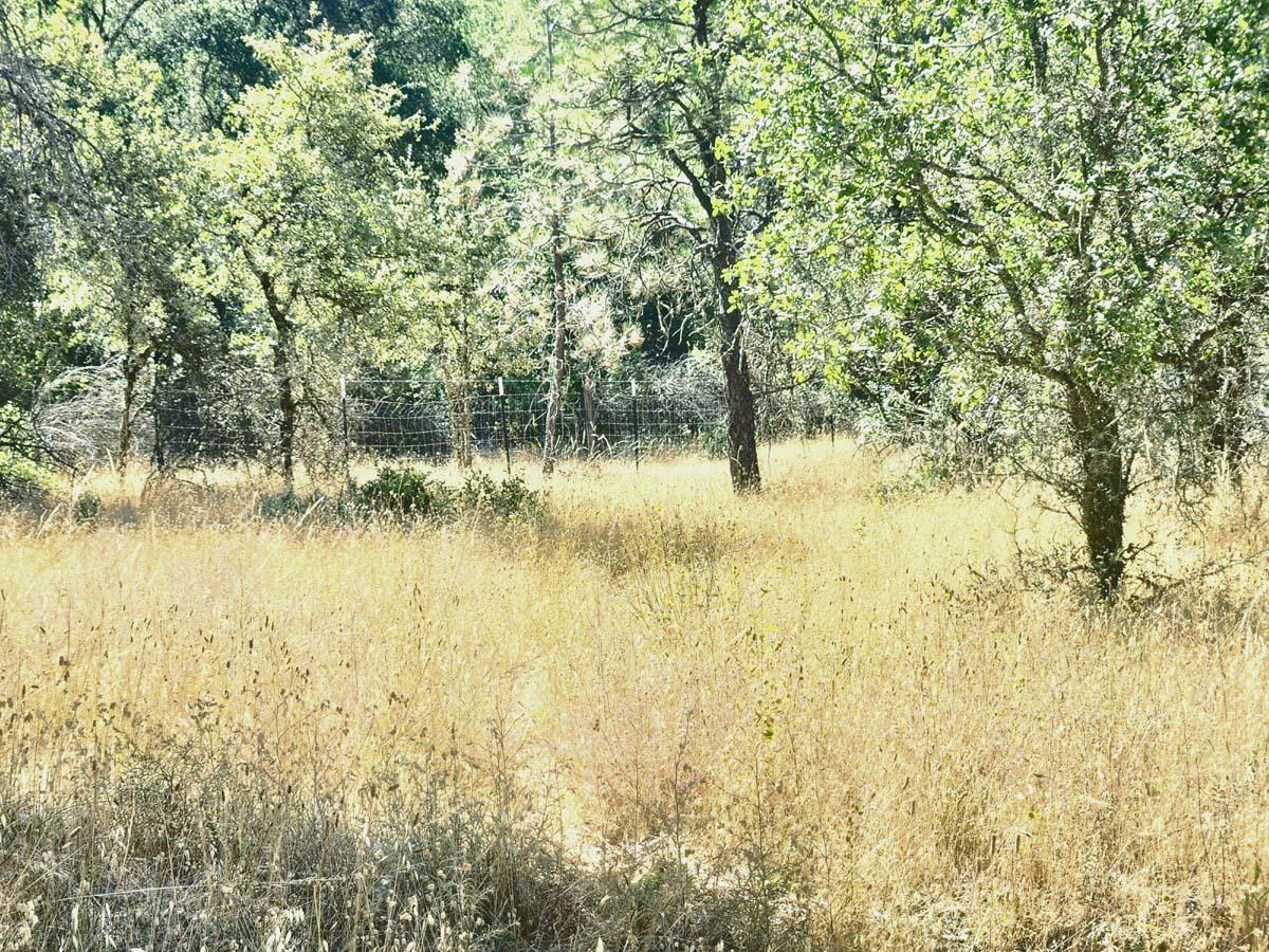 48 Rices Texas Hill Road Oregon House, CA 95962 - Photo 3 of 21