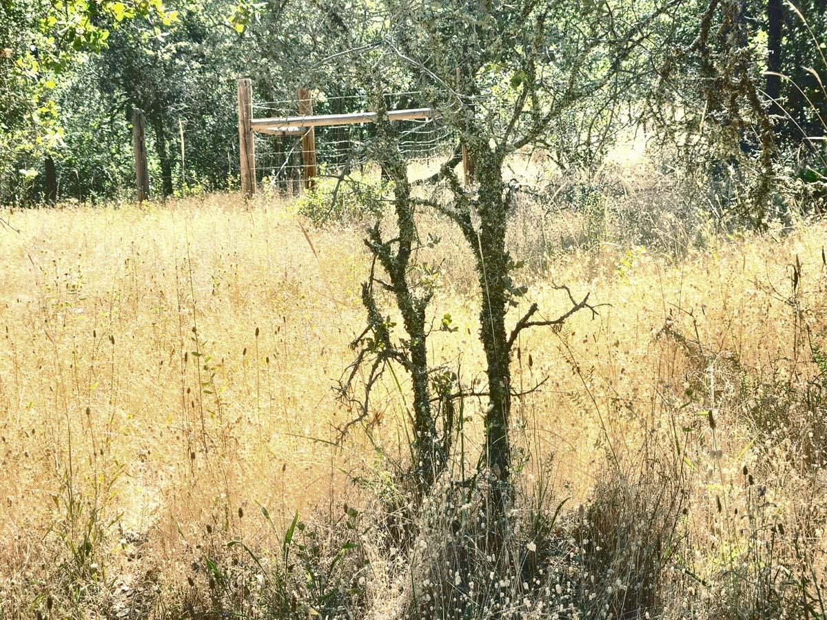 48 Rices Texas Hill Road Oregon House, CA 95962 - Photo 6 of 21