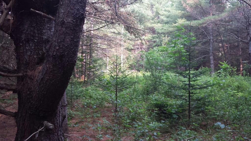 0 Swett Road, Unit LOT 4 Hampden, ME 04444 - Photo 6 of 13 Photo