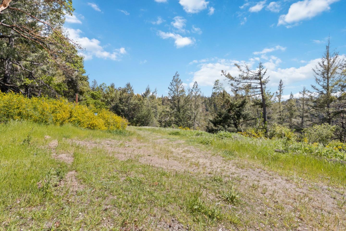 12 Doeg Road Boulder Creek, CA 95006 - Photo 16 of 19 a view of a yard with a tree