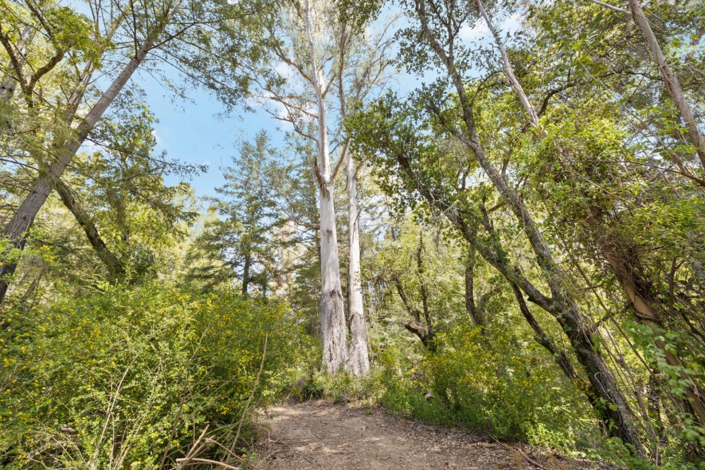 12 Doeg Road Boulder Creek, CA 95006 - Photo 17 of 19 a backyard of a house with lots of trees