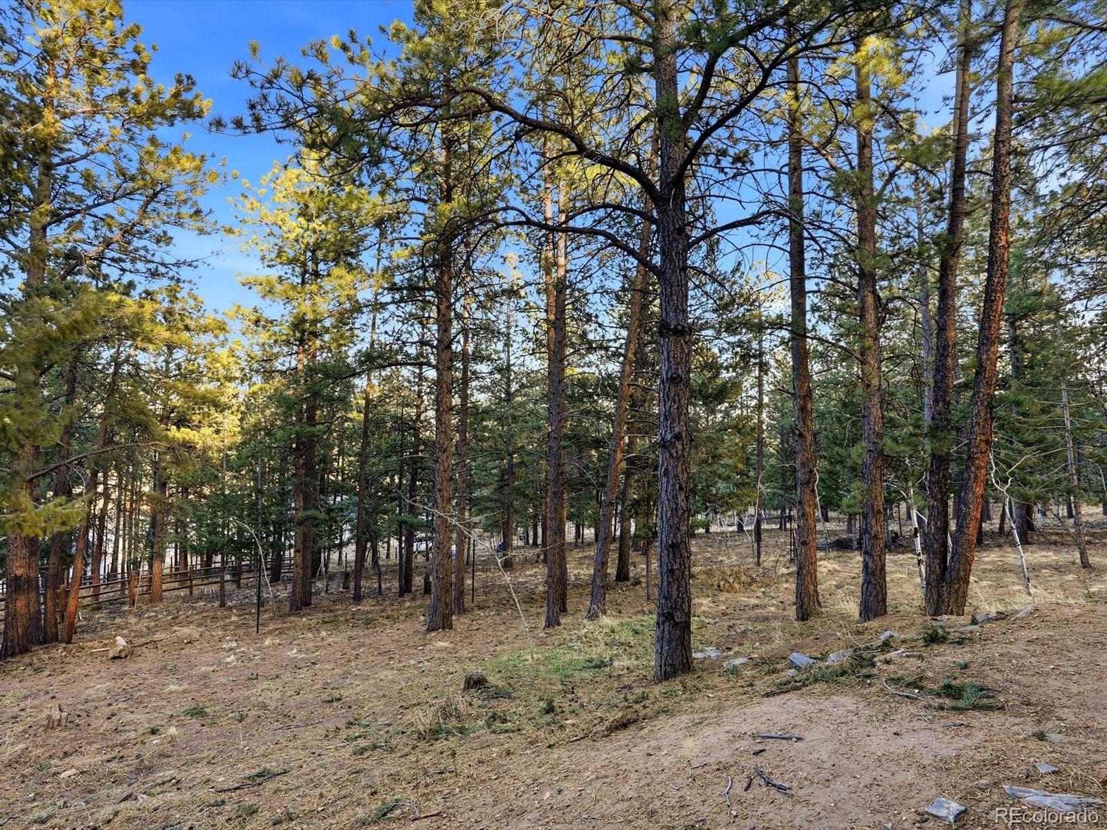 201 Moss Rock Road Bailey, CO 80421 - Photo 36 of 43 a view of a forest with trees in the background
