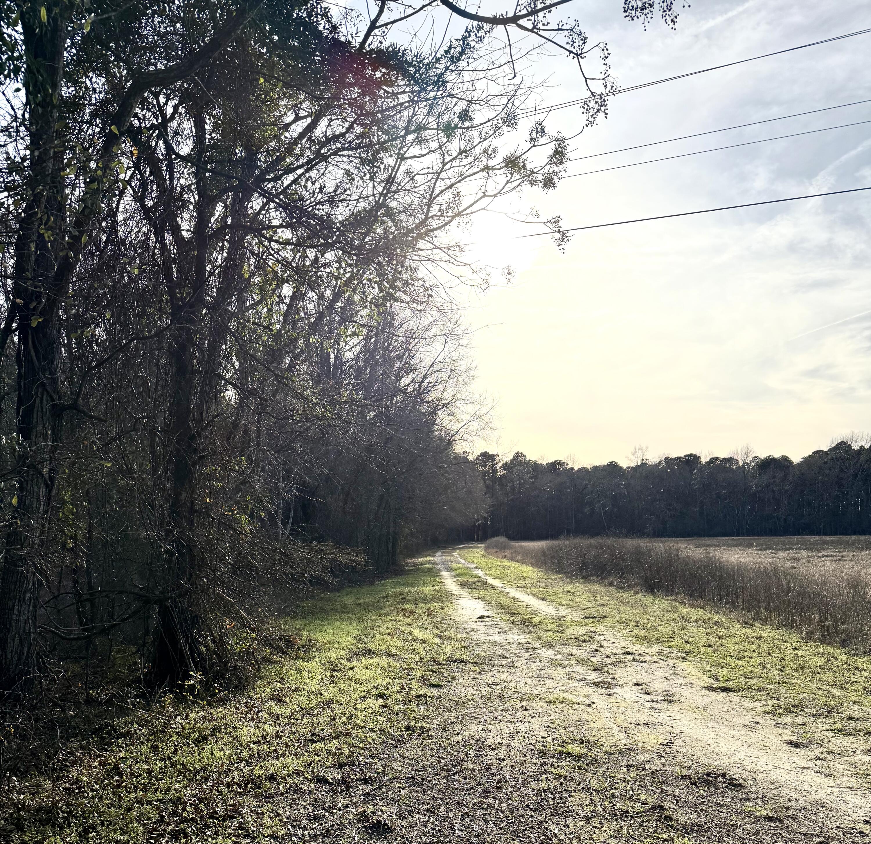 Tbd Tbd Felderville Road Elloree, SC 29047 - Photo 2 of 8 IMG_3465