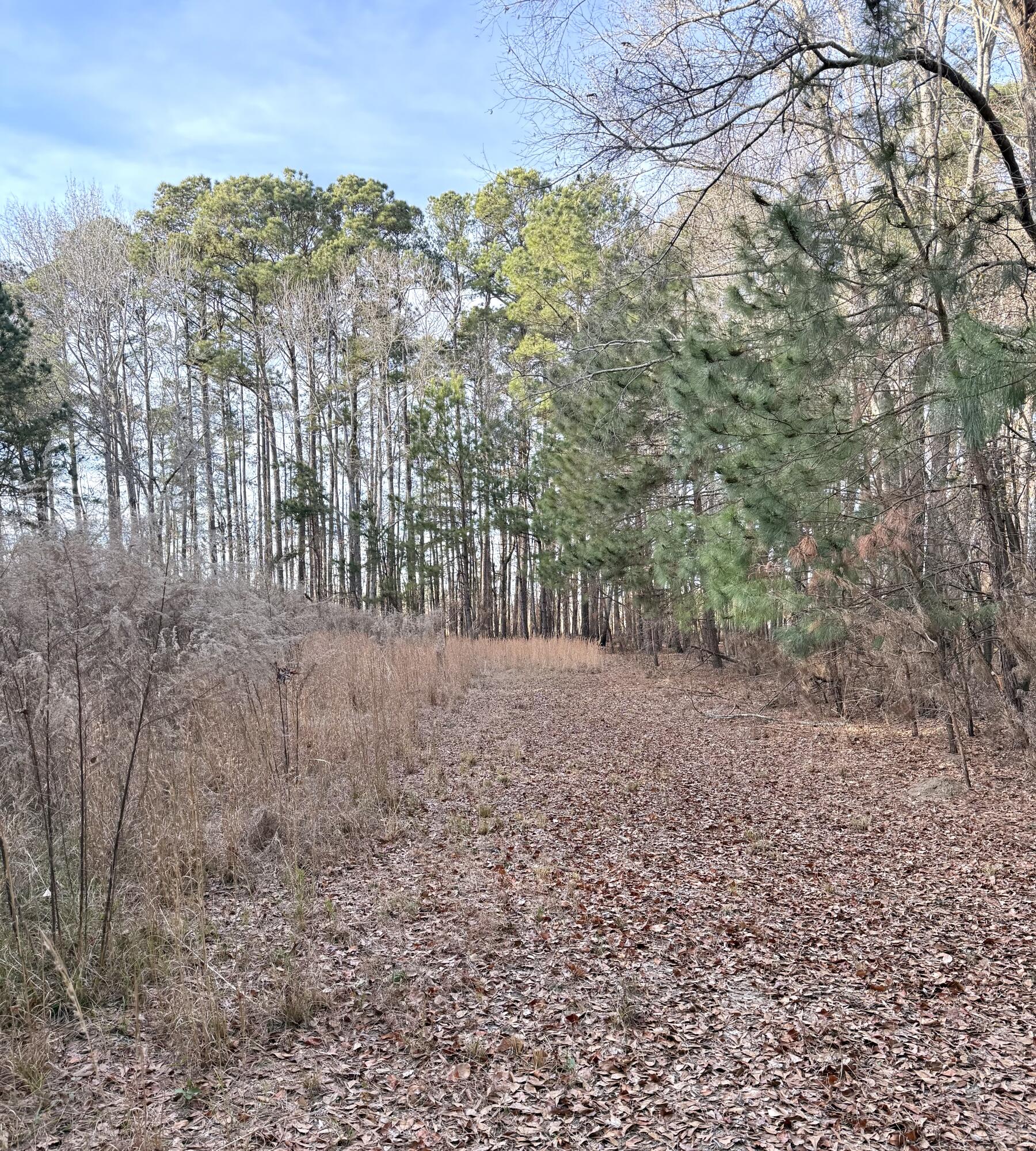 Tbd Tbd Felderville Road Elloree, SC 29047 - Photo 4 of 8 IMG_3473