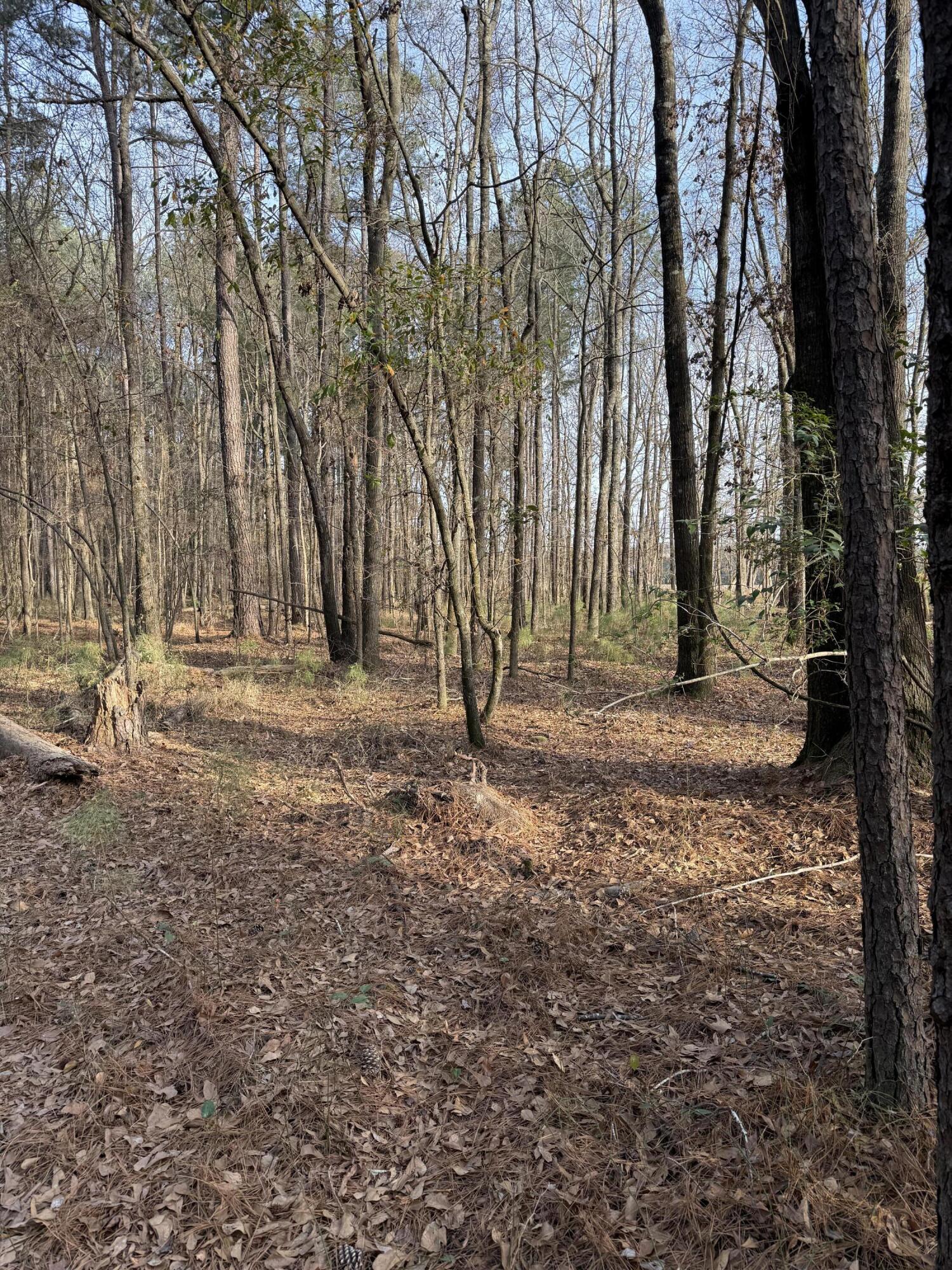 Tbd Tbd Felderville Road Elloree, SC 29047 - Photo 5 of 8 IMG_3470