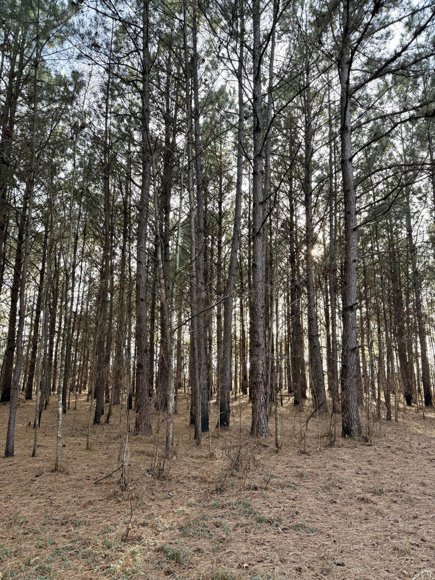 Tbd Tbd Felderville Road Elloree, SC 29047 - Photo 6 of 8 IMG_3474